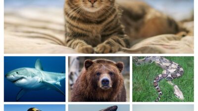 Hewan Menakjubkan, Mampu Tidak Makan dan Minum Selama 2 Minggu Sampai 6 Bulan