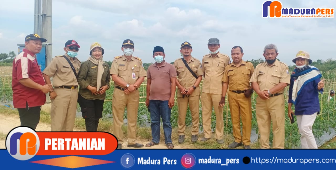 tanaman budidaya tomat yang dikembang Gapoktan Desa Olor