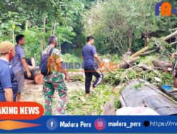 Akibat Hujan Lebat, Pohon Tumbang Timpa Rumah Warga Talango Sumenep