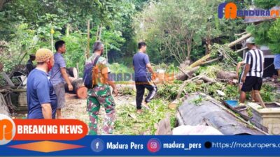Akibat Hujan Lebat, Pohon Tumbang Timpa Rumah Warga Talango Sumenep