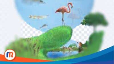 Hari Lahan Basah Sedunia, Apa Pentingnya?