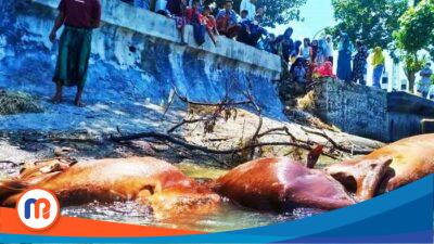 Pakar Ruminansia Unair Soroti Matinya Puluhan Sapi di Sampang