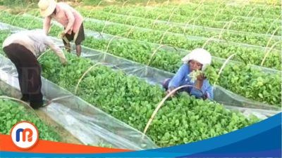 DKPP Sumenep akan Lakukan Pembibitan Tanaman Tembakau di 10 Kecamatan 