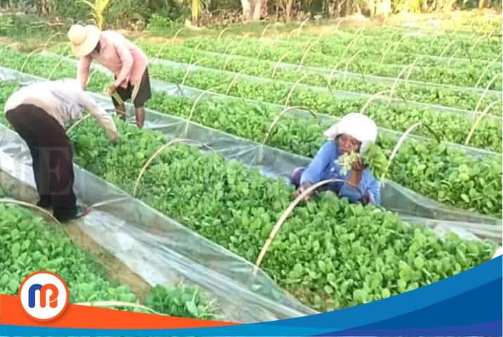 Petani tembakau saat mengambil bibit tanaman tembakau pada beberapa waktu lalu (Sumber Foto: Istimewa, 2023). 