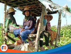 Perkuat Ketahanan Pangan Keluarga, DKPP Sumenep Tekankan Kerja Sama dengan KWT