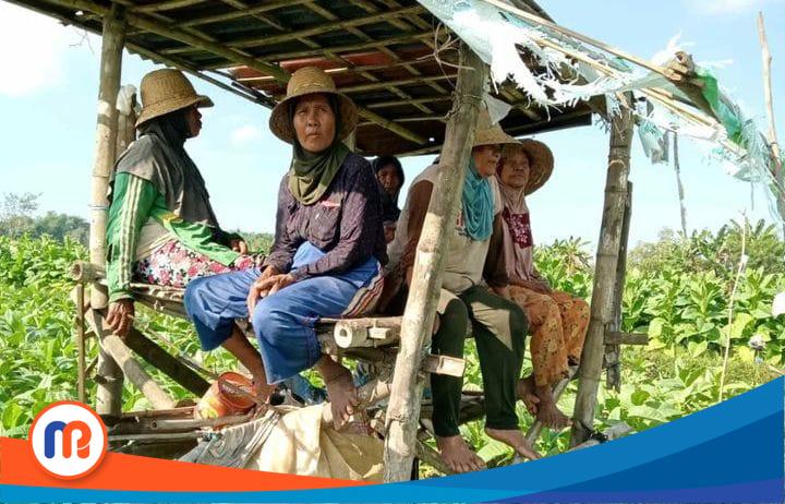 Tampak Kelompok Wanita Tani (KWT) saat berada di ladang (Sumber Foto: Istimewa, 2023).