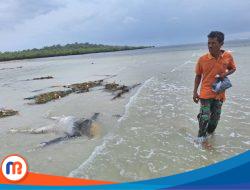 Penemuan Mayat Laki-Laki Misterius di Sumenep 