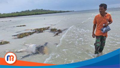Kondisi mayat laki-laki yang ditemukan warga di pinggir pantai pada Sabtu (21/12/2024)