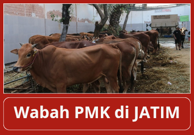 Wabah PMK serang ternak sapi di sebagian besar wilayah Jawa Timur, Pemkot Surabaya waspada dan lapangan diperketat