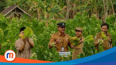 DBHCHT Rp1,5 M untuk Tanaman Tembakau di Bangkalan: Ini Rincian Anggarannya!