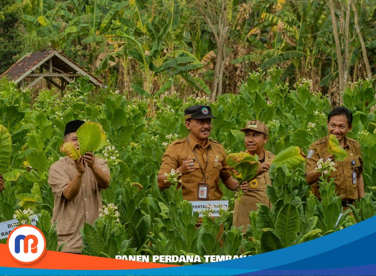 Kepala Dinas Pertanian, Ketahanan Pangan, dan Perikanan (DPKP) Kabupaten Bangkalan, Puguh Santoso, saat panen perdana tembakau di Bangkalan
