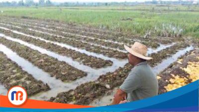 Petani Pamekasan Kurangi Luas Tanam Tembakau di 2025, Cuaca dan Stok Penuh Jadi Pertimbangan