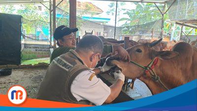 DKPP Pamekasan Terjunkan Tim Khusus Periksa Kesehatan Hewan Kurban Jelang Idul Adha 1446 H