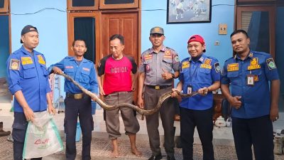 Petugas Damkar Evakuasi Ular Sanca Sepanjang 3 Meter dari Saluran Air Rumah Warga di Pamekasan