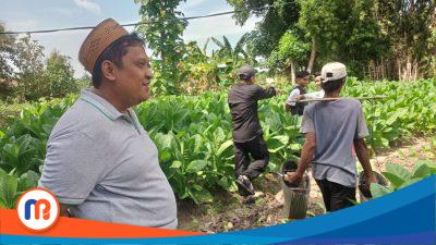 H. Her CEO Bawang Mas Pantau Langsung Kualitas Tembakau di Ladang Petani Pamekasan